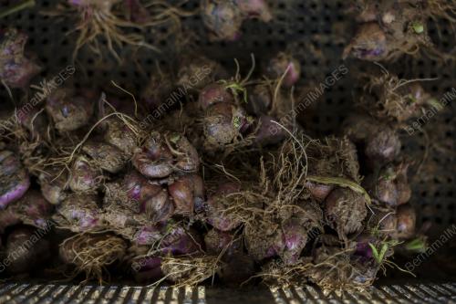 LADANG BAWANG MERAH KECIL