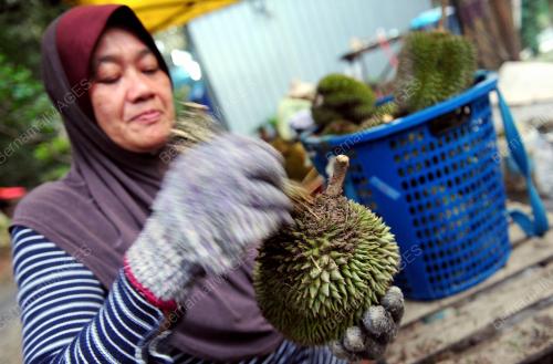 TINJAUAN AKTIVITI PEMILIK DUSUN DURIAN