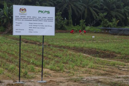 LADANG BAWANG MERAH KECIL