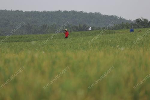 LADANG BAWANG MERAH KECIL