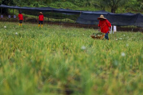 LADANG BAWANG MERAH KECIL
