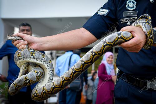 ULAR SAWA_MAHKAMAH