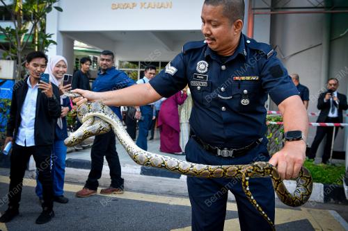 ULAR SAWA_MAHKAMAH
