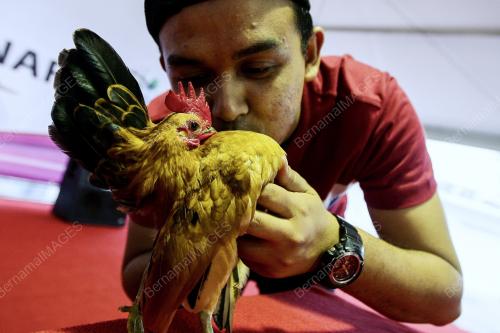 SG33_10122016_AYAM_SERAMA