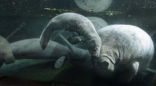 SGP01_03042012_MANATEES