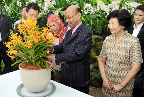 SGP01_20052014_AGONG_-_ORKID