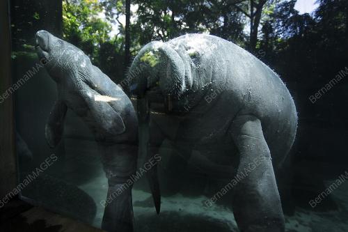SGP02_03042012_MANATEES
