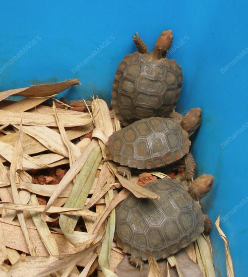 TORTOISE