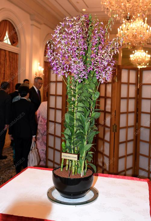 SGP13_12112018_DENDROBIUM