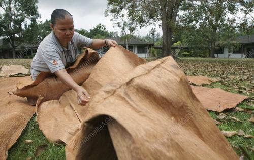 SK00_08032015_KULIT_KAYU5