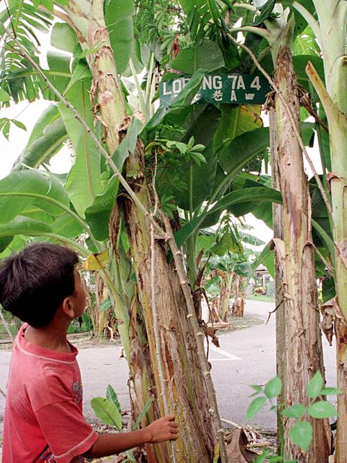 SK01-05_06_2000_PAPAN_TANDA_08012016