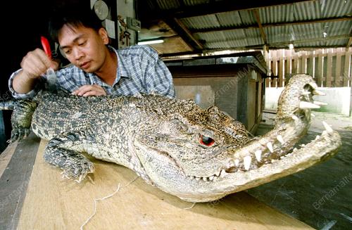 SK01-16_10_2000_ALLIGATOR_14012016