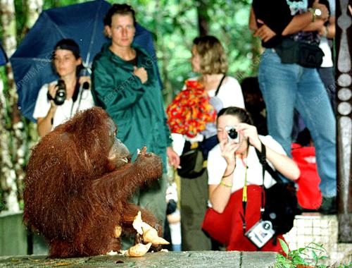 SK01-24_10_2000_ORANG_UTAN_14012016