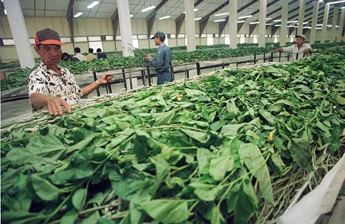 SK01-25_10_2000_SILK_FARM_14012016
