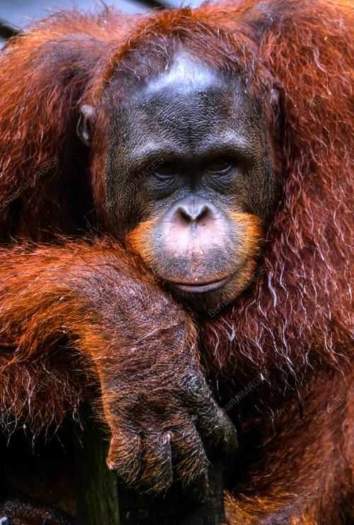 SK01_02072018_ORANG_UTAN