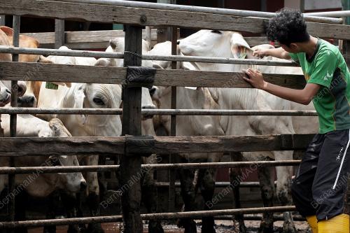 SK01_02102014_LEMBU
