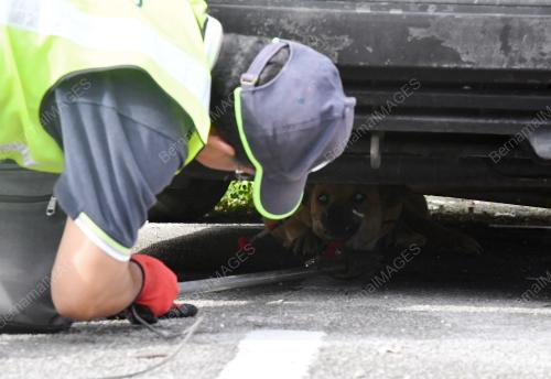 SK01_03012018_OPERASI_RABIES