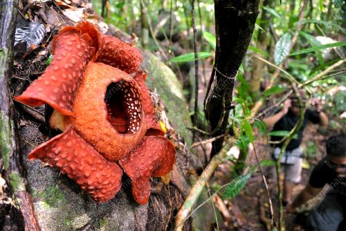 SK01_04022017_RAFFESIA