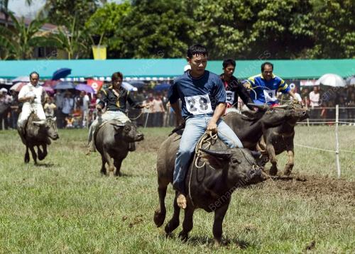 PESTA BABULANG