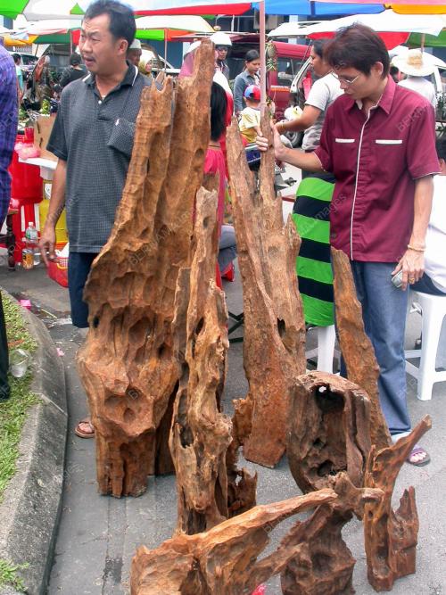 SK01_08022024_KAYU_BERLIAN