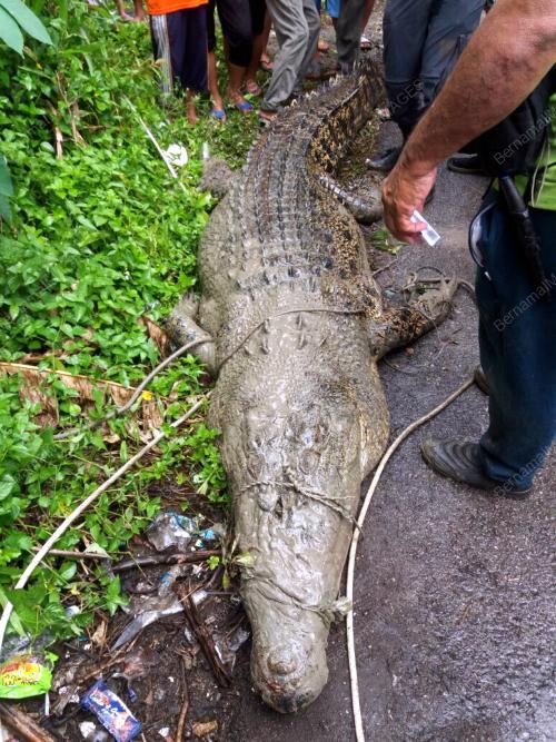 SK01_09102016_CROCS