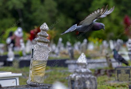 ZIARAH KUBUR MENJELANG RAMADAN
