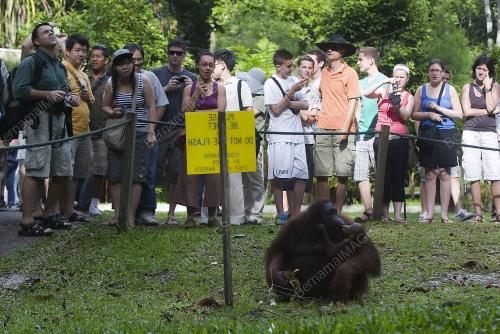 ORANG_UTAN