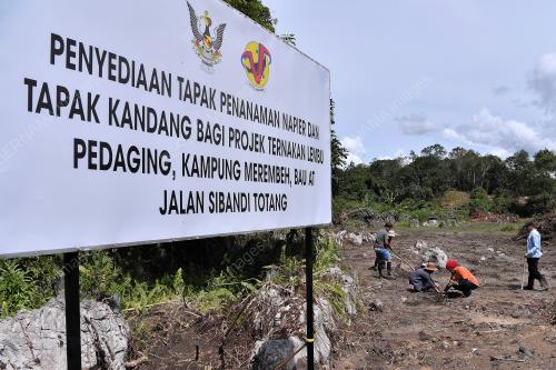 PROJEK LEMBU PEDAGING KAMPUNG MEREMBEH