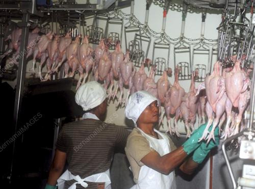 SK01_11072013_BEKALAN_AYAM