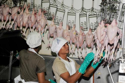 SK01_11092016_BEKALAN_AYAM