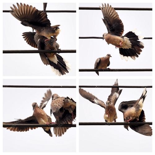 SK01_11102015_BURUNG