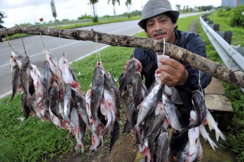 SK01_12022016_IKAN_DURI