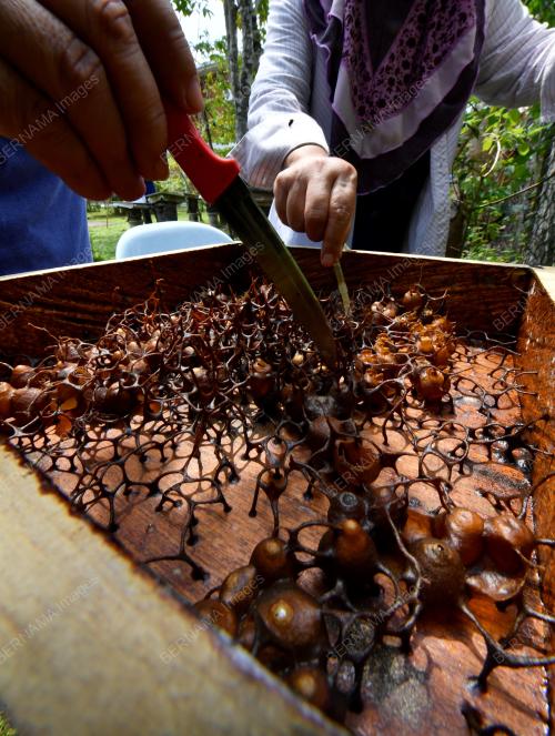 MADU_KELULUT