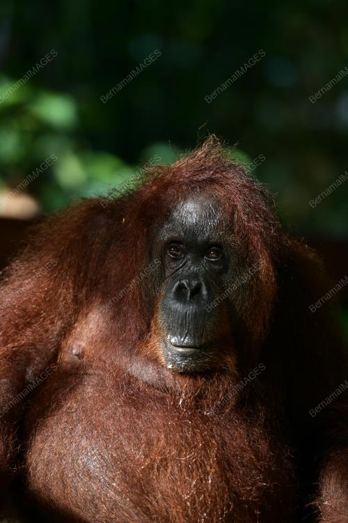ORANG UTAN