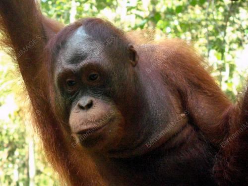 SK01_14102016_ORANG_UTAN