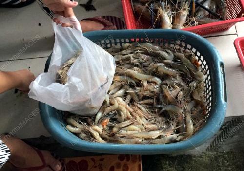 SK01_15012017_LUNDU