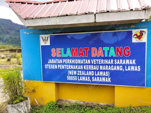 SUSU KERBAU