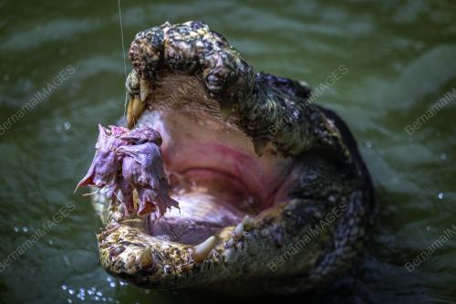 BUAYA