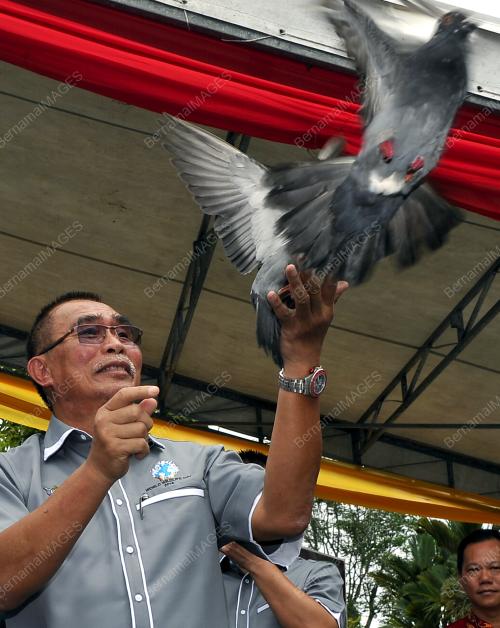 SK01_21042016_BURUNG_MERPATI