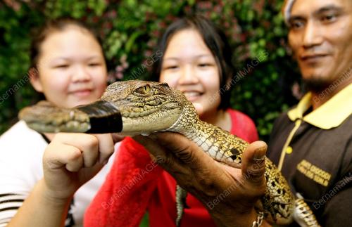 SK01_22022015_ANAK_BUAYA