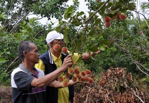 SK01_23012018_RAMBUTAN_ANAK_SEKOLAH