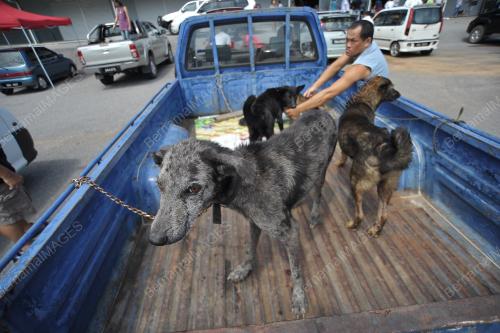 SK01_23072017_RABIES