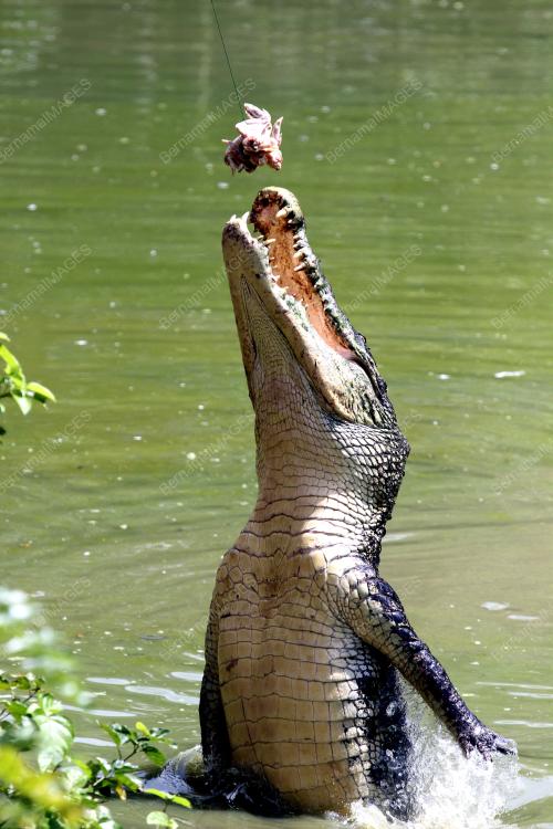 SK01_23112019_BUAYA