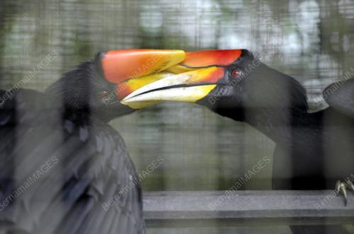 SK01_29122016_BURUNG