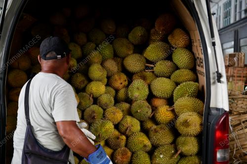 MUSIM DURIAN