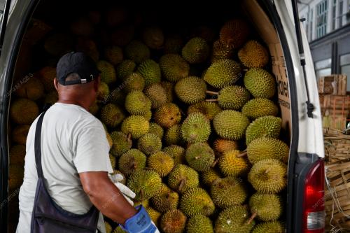 MUSIM DURIAN