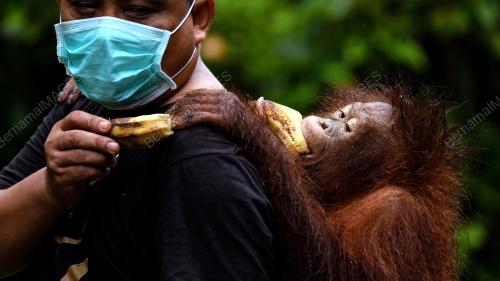 SK02_02072018_ORANG_UTAN