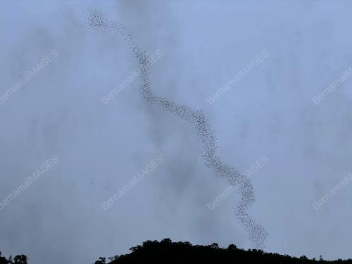 'BAT EXODUS'