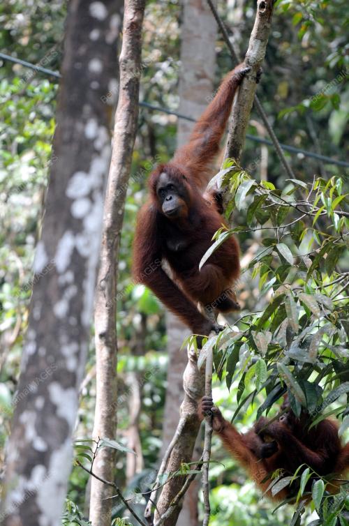 SK02_04052015_ORANG_UTAN