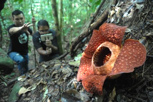 SK02_06022017_RAFFLESIA